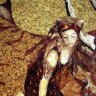 Большое декоративное панно «Похищение Европы» из натурального балтийского янтаря